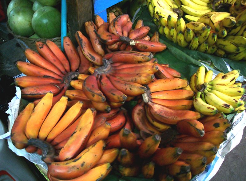 banane-rosse foto da wikipedia